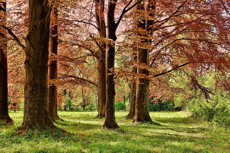 Mindful Walking in Nature